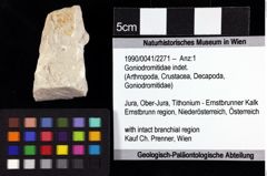 Foto (Objket + Etiketten) von Goniodromitidae indet. 